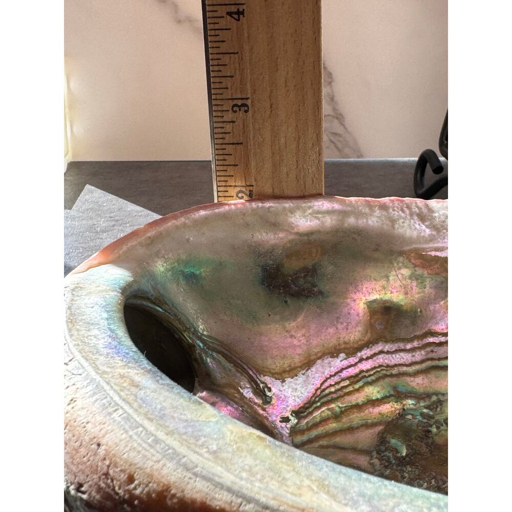 Abalone Mother of Pearl Shell 7x6x2 - Picture 9 of 9